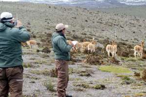 Antes de 1979 esta especie estuvo en riesgo de extinguirse de los p&aacute;ramos pero se reintrodujo. Foto: Elizabeth Maggi / para El Tel&eacute;grafo