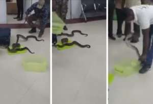  Encuentran 22 serpientes en el equipaje de una mujer en India
