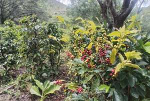 Los cafetales de Café Hidalgo crecen en la hacienda ‘El Sitio’, en Guayllabamba, entre microclimas únicos y vegetación andina.