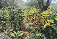 Los cafetales de Café Hidalgo crecen en la hacienda ‘El Sitio’, en Guayllabamba, entre microclimas únicos y vegetación andina.