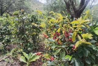 Los cafetales de Café Hidalgo crecen en la hacienda ‘El Sitio’, en Guayllabamba, entre microclimas únicos y vegetación andina.