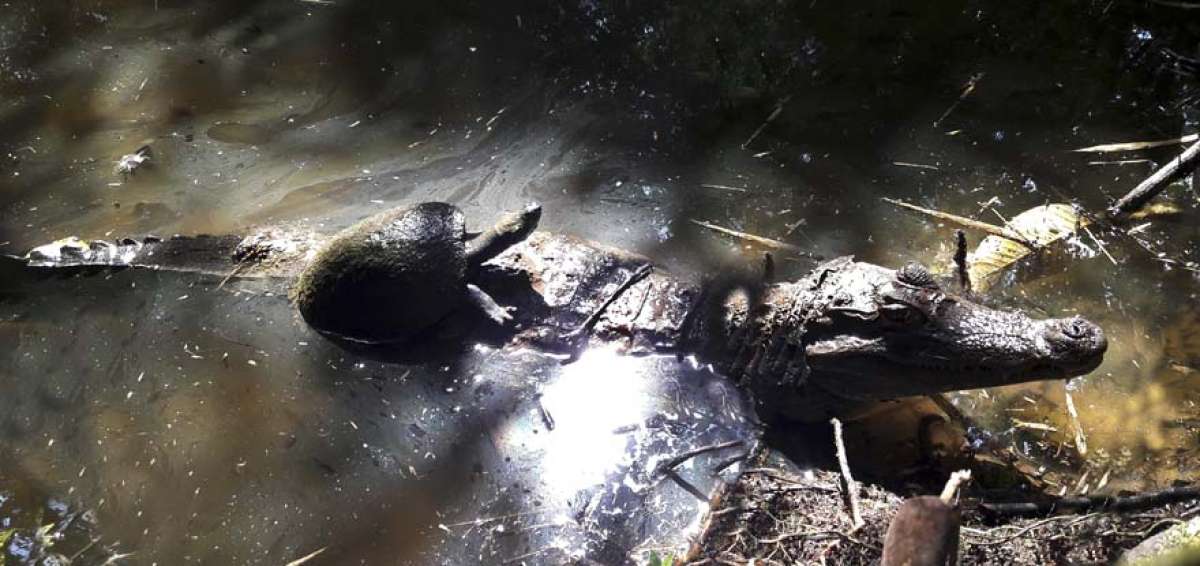 El Arca de Archidona acoge a 48 especies