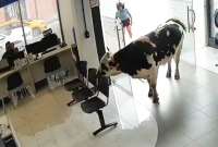 Una vaca pasea por el centro de Loja y entra a un edificio ante la mirada de los transeúntes
