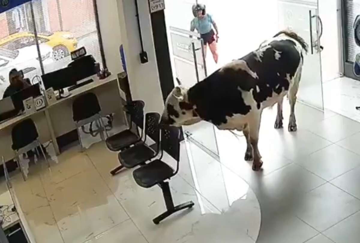 Una vaca pasea por el centro de Loja y entra a un edificio ante la mirada de los transeúntes
