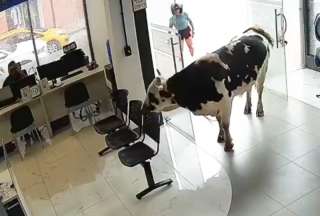 Una vaca pasea por el centro de Loja y entra a un edificio ante la mirada de los transeúntes