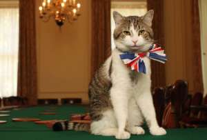 Estabilidad con bigotes: Larry cumple 15 a&ntilde;os como el gato m&aacute;s famoso de la pol&iacute;tica brit&aacute;nica