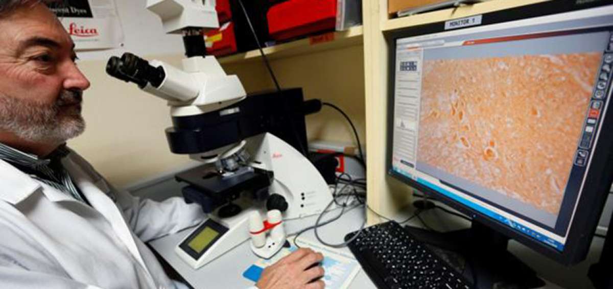 Salvador Mart&iacute;nez, cient&iacute;fico del Instituto de Neurociencias, afirma que se trata de un trabajo de investigaci&oacute;n b&aacute;sica que hay que seguir desarrollando.