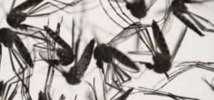El MSP da medidas preventivas ante brote de virus Zika