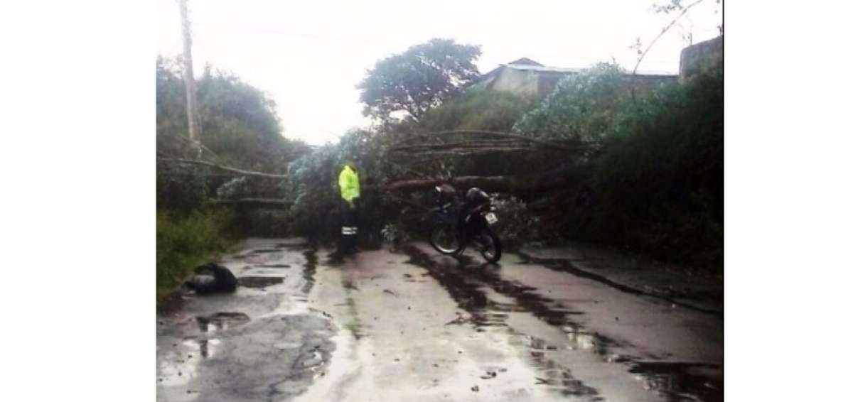 &Aacute;rbol ca&iacute;do en la v&iacute;a a Amagua&ntilde;a