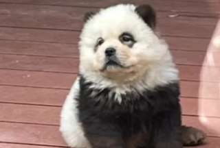 Uno de los 'perros panda' del zoológico de China