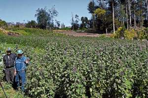 La ganancia para el campesino que siembra quinua es &iacute;ntegra, ya que las semillas, los fertilizantes y la asesor&iacute;a les da gratuitamente el Ministerio.