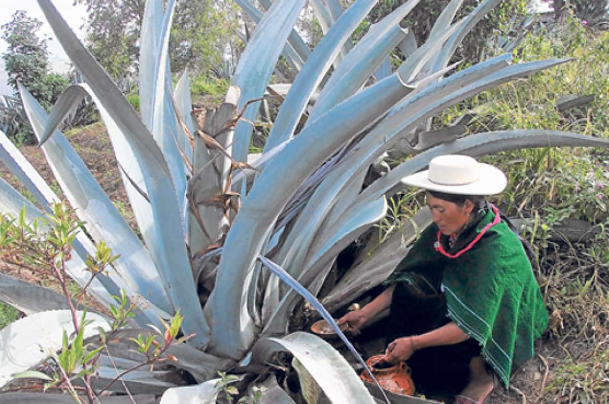 La cabuya crece libremente junto a las viviendas de los salasacas, en la parroquia del mismo nombre que est&aacute; situada a 15 minutos de Ambato, a un costado de la carretera que se conecta con Pelileo y Ba&ntilde;os. Foto: Roberto Ch&aacute;vez / El Tel&eacute;grafo