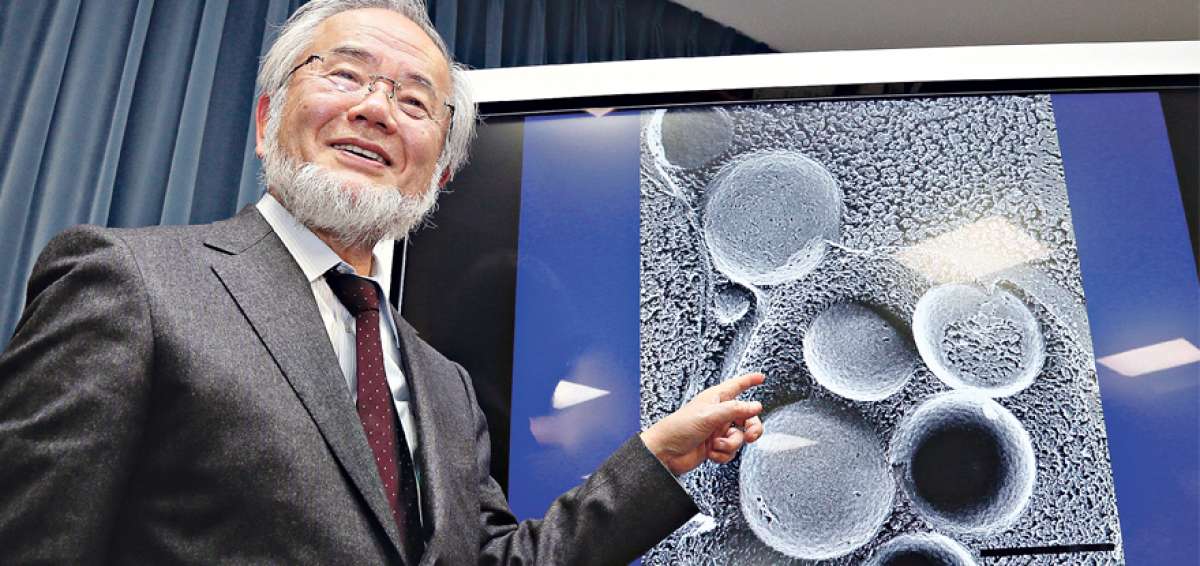 El Nobel Ohsumi experiment&oacute; con levadura