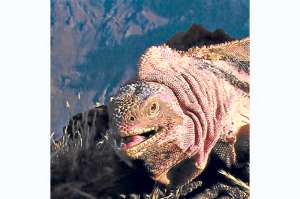 La erupci&oacute;n del volc&aacute;n Wolf dej&oacute; de ser una amenaza para las iguanas