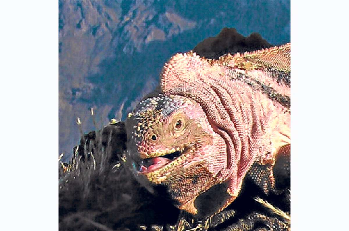 La erupci&oacute;n del volc&aacute;n Wolf dej&oacute; de ser una amenaza para las iguanas