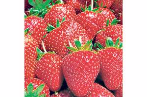 Fresas de Nab&oacute;n nutren a alumnos