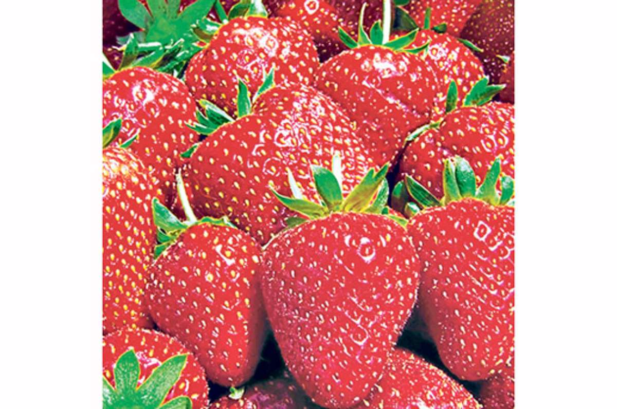 Fresas de Nab&oacute;n nutren a alumnos