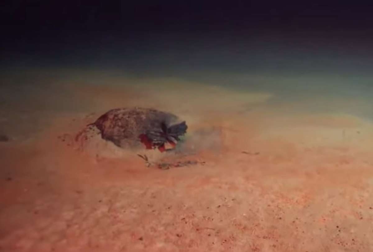 La piscina de la muerte se encuentra en las profundidades del Mar Rojo