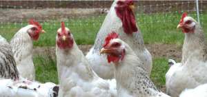 Ecuador obtiene acceso sanitario para enviar carne de aves a Emiratos &Aacute;rabes