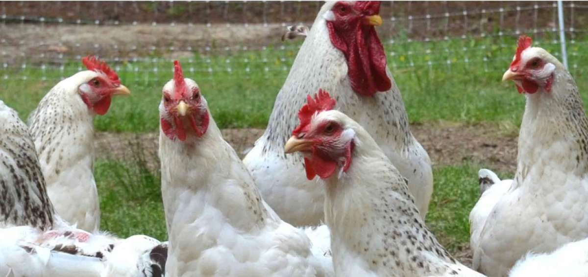 Ecuador obtiene acceso sanitario para enviar carne de aves a Emiratos &Aacute;rabes