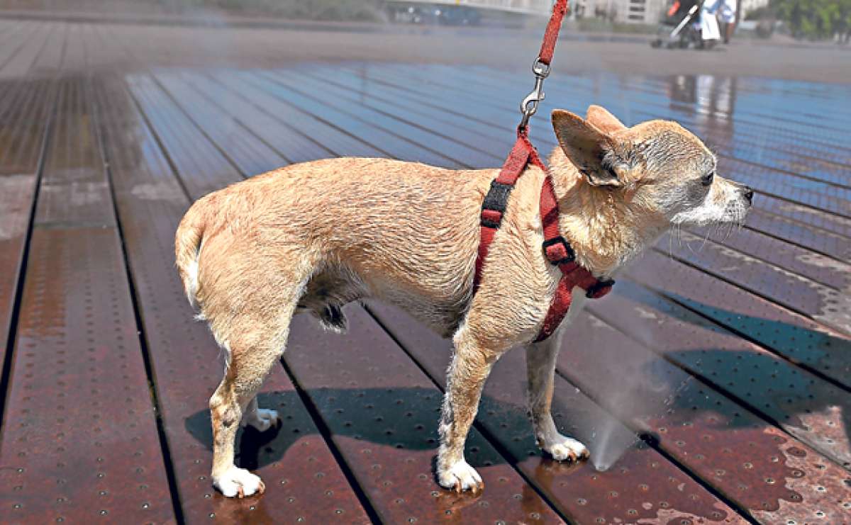 Los colegiales capitalinos reclaman que los animales dom&eacute;sticos reciban cari&ntilde;o y cuidados como vacunas, aseo, alimentaci&oacute;n y recreaci&oacute;n. Foto: AFP
