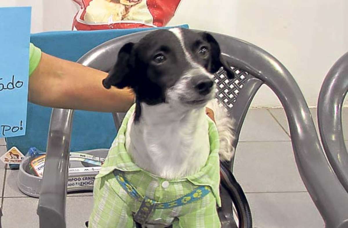 Grupo de ayuda animal realiz&oacute; el Festican para recolectar fondos