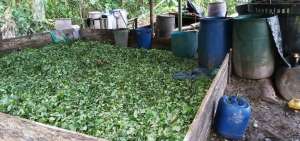En el laboratorio fueron halladas cerca de 15.000 plantas. 