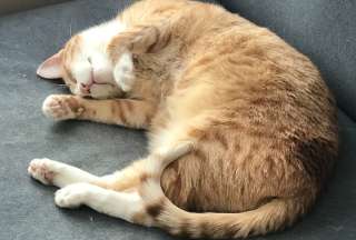 Un reciente estudio sobre el comportamiento felino reveló que la mayoría de los gatos domésticos prefieren dormir recostados sobre su lado izquierdo. Un 65 % de los gatos analizados, mostró esta tendencia, lo que podría estar ligado a un mecanismo evolutivo para vigilar mejor el entorno.