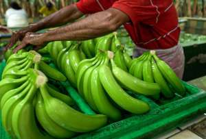 En el primer semestre de 2025, el país alcanzó un incremento del 30,7% en exportaciones agropecuarias y agroindustriales, frente al mismo período del año anterior. 