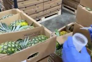 250 kilos de cocaína fueron decomisados en piñas de exportación en un puerto marítimo de Guayaquil.