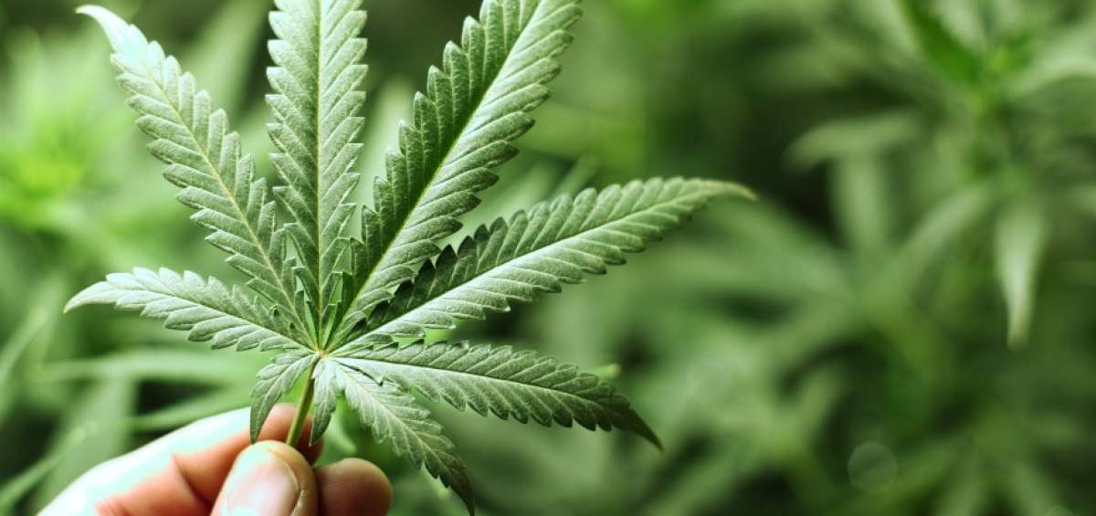 Israel aprueba la exportaci&oacute;n de cannabis para su uso medicinal