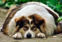 Una nueva investigación en Reino Unido estudia la frecuencia y los factores de riegos de hipotiroidismo en perros.