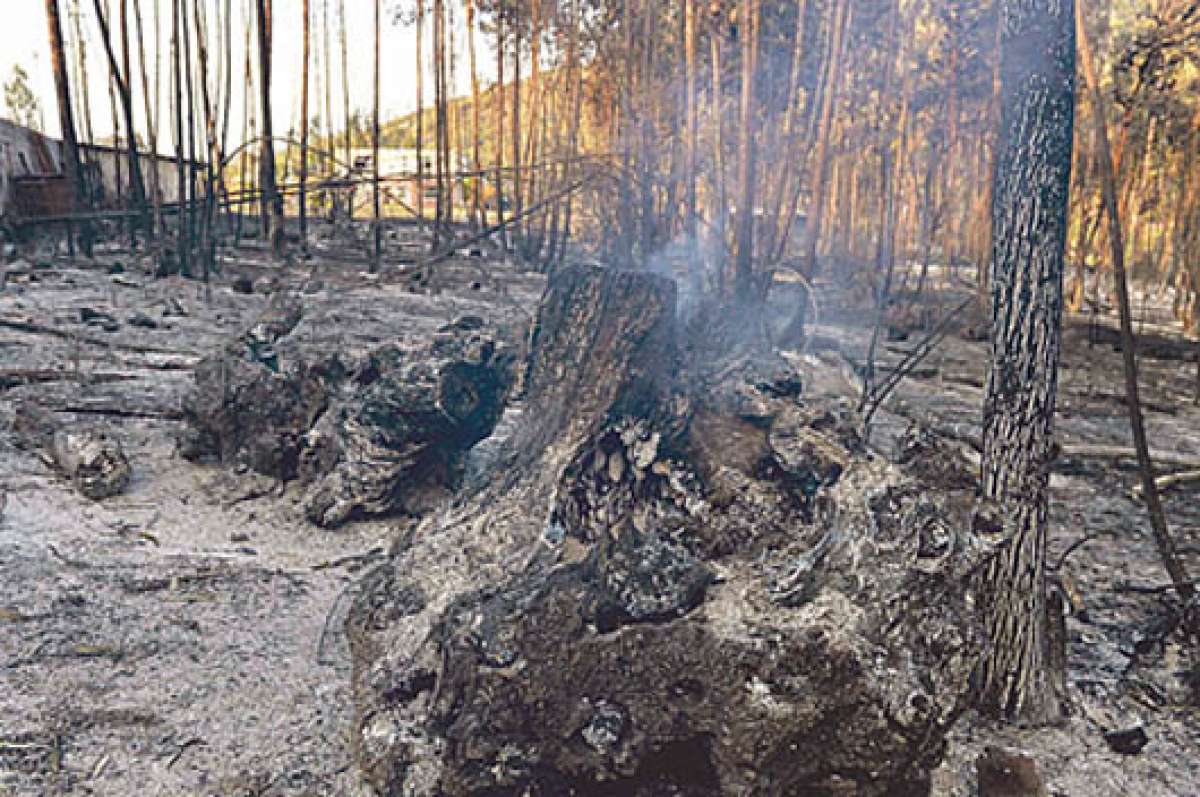 En la capital se han registrado m&aacute;s de 30 incendios. Algunos se iniciaron por colillas de tabaco y quema agr&iacute;cola, causadas generadas por personas. Foto: Miguel Jim&eacute;nez /El Tel&eacute;grafo.