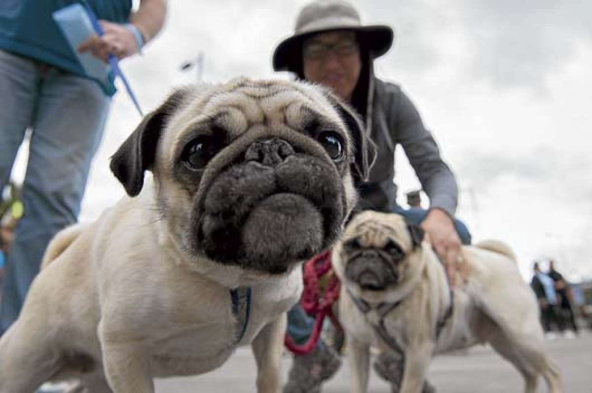 Las mascotas caminaron ayer junto a sus due&ntilde;os. Colectivos piden respeto y concienciar a la gente para adoptar animales urbanos en lugar de comprarlos. FOTO: MARCO SALGADO.