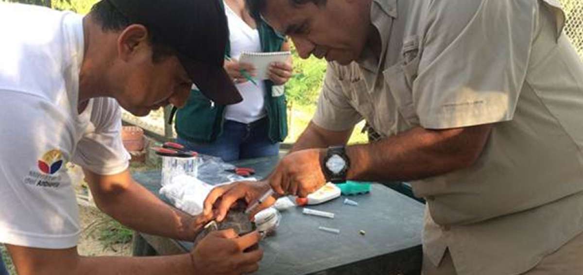 Freddy Villalva y Washington Tapia, funcionarios del Parque Nacional Gal&aacute;pagos, revisaron a las 27 tortugas incautadas en Per&uacute;. 