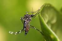 En Ecuador se han registrado 10.615 casos de dengue.