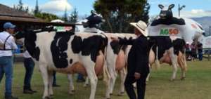 Nueva Zelanda asiste por primera vez a la Feria Holstein 2019, en Quito