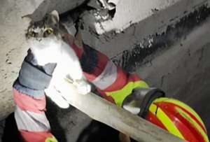 Del susto al alivio: bomberos rescatan a un gato tras llamada al 9-1-1