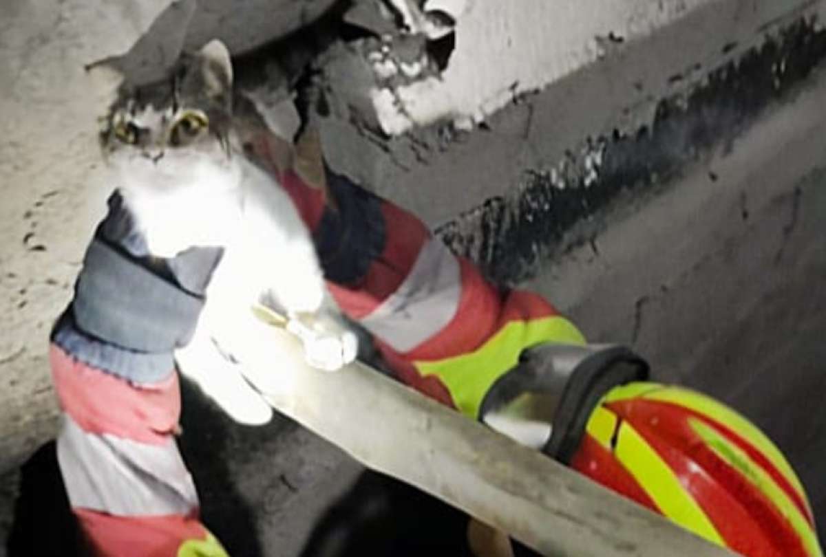Del susto al alivio: bomberos rescatan a un gato tras llamada al 9-1-1