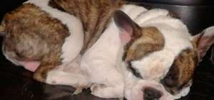 La mascota robada fue reconocida por una de las v&iacute;ctimas. 
