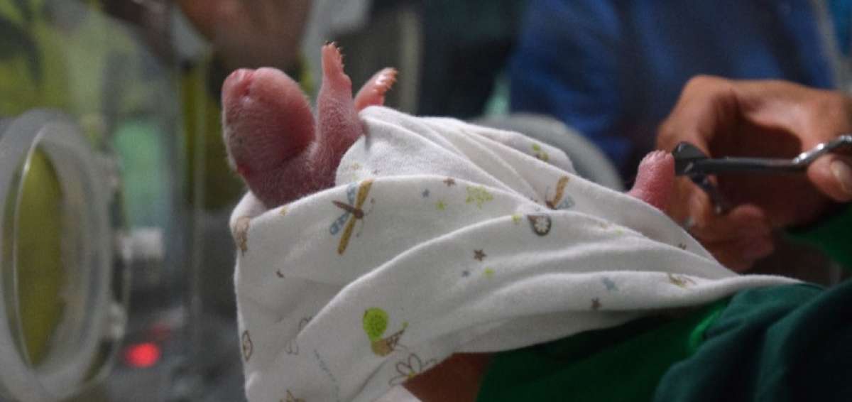 Panda gigante da a luz a gemelos en China a la edad r&eacute;cord de 23 a&ntilde;os