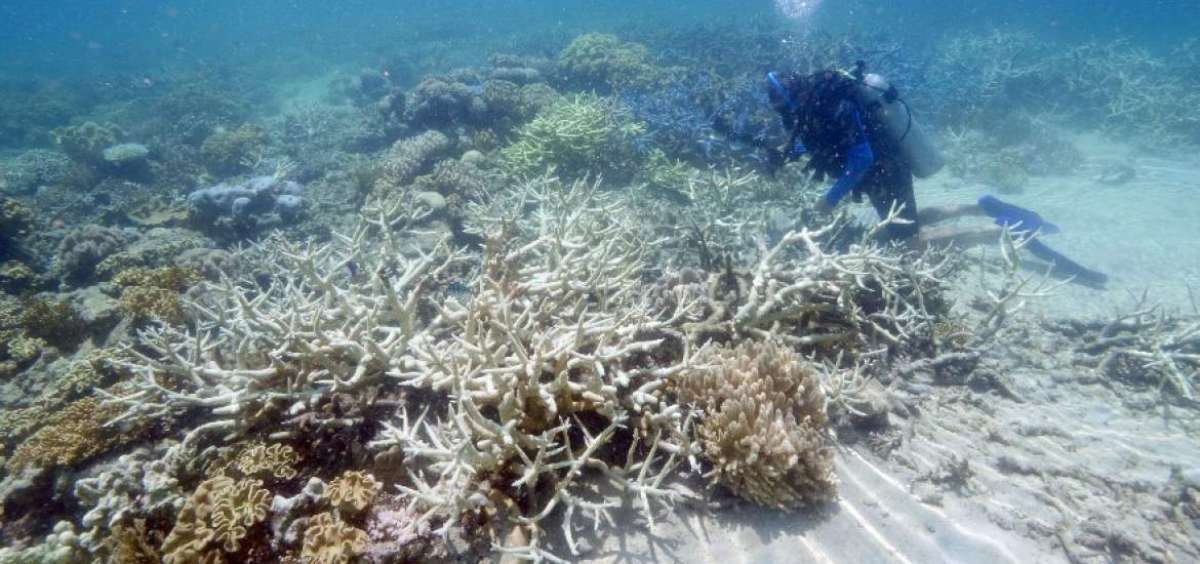 La Gran Barrera de Coral de Australia pierde color debido al calentamiento