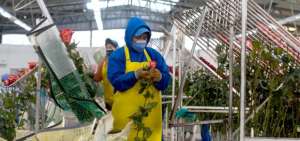 Floricultura pierde 60% de sus ventas por covid-19