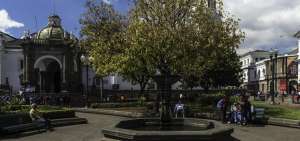 El arce es una planta escasa en la capital de la Rep&uacute;blica. Solo existen dos ejemplares en el cant&oacute;n. Sus sombras protegen de los rayos ultravioleta.