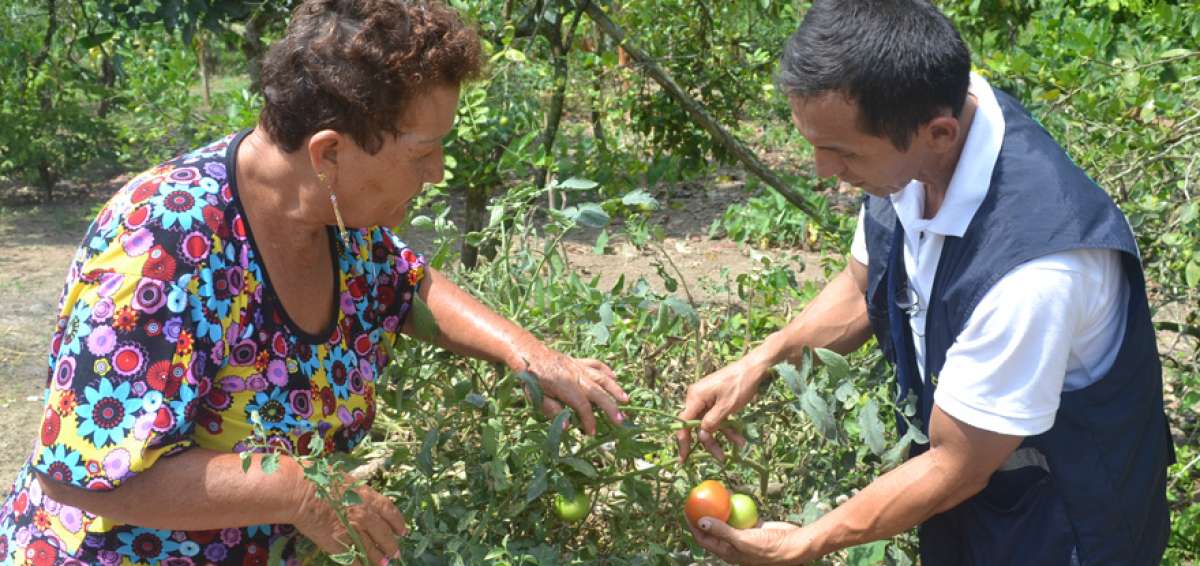 Mar&iacute;a Serrano de Cede&ntilde;o, una adulta mayor que participa en los huertos integrales, aprende sobre el manejo de cultivos y el control de plagas con el apoyo de t&eacute;cnicos de campo del Ministerio de Agricultura. 
