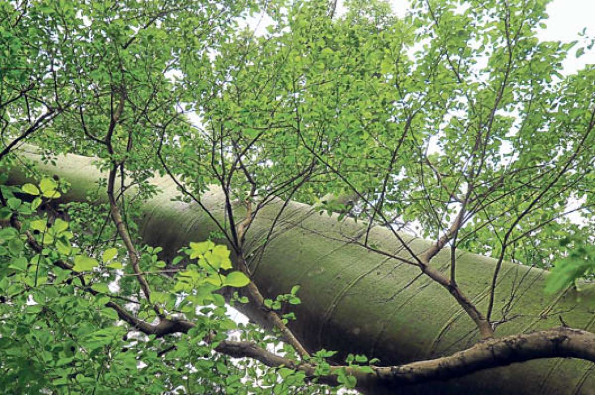El plan del Ministerio tiene como fin recuperar y conservar los bosques en el pa&iacute;s. Foto: Pilar Vera.