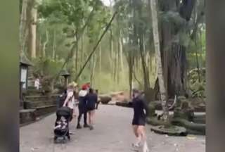 Un video captó la caída de un árbol en el Bosque de los Monos, en Bali. 