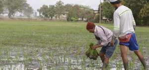 Los productores inician la siembra de arroz desde las 05:00 para aprovechar la ma&ntilde;ana en Daule.
