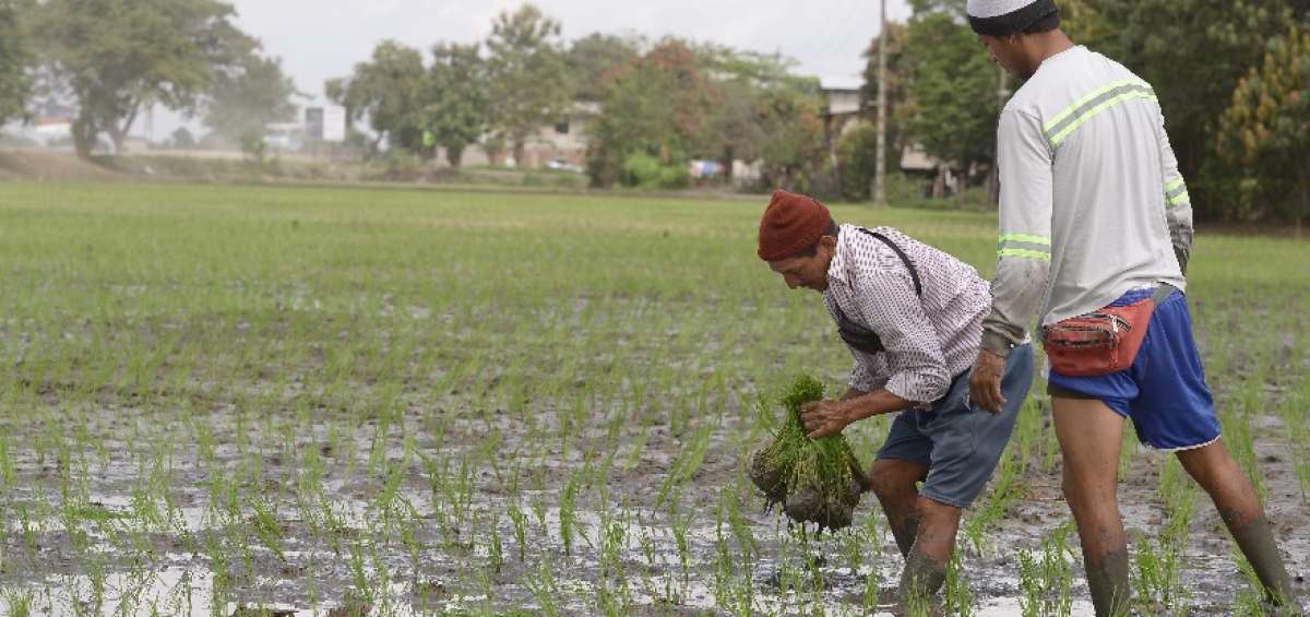 Los productores inician la siembra de arroz desde las 05:00 para aprovechar la ma&ntilde;ana en Daule.