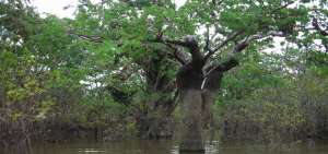 En las tierras bajas de la Amazon&iacute;a ecuatoriana hay 2.296 especies de &aacute;rboles, el 90% de las mismas se encuentran actualmente en la lista de No Evaluadas.